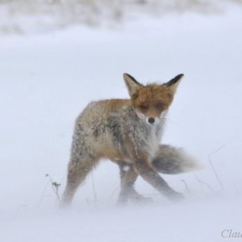 Renard roux