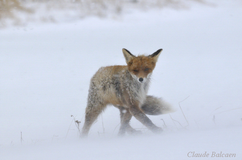 Renard roux