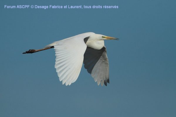 Grande aigrette