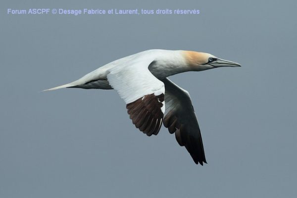 Fou de bassan