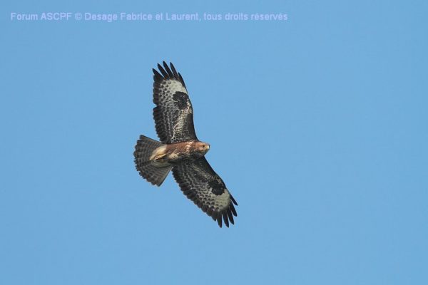 Buse variable