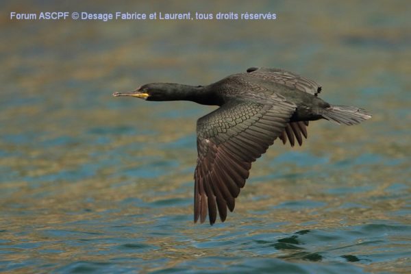 Cormoran huppé (Niveau de difficulté 2)
