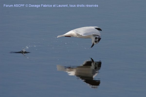 Mouette pygmée (Niveau de difficulté 2)
