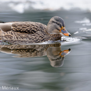 Cane colvert