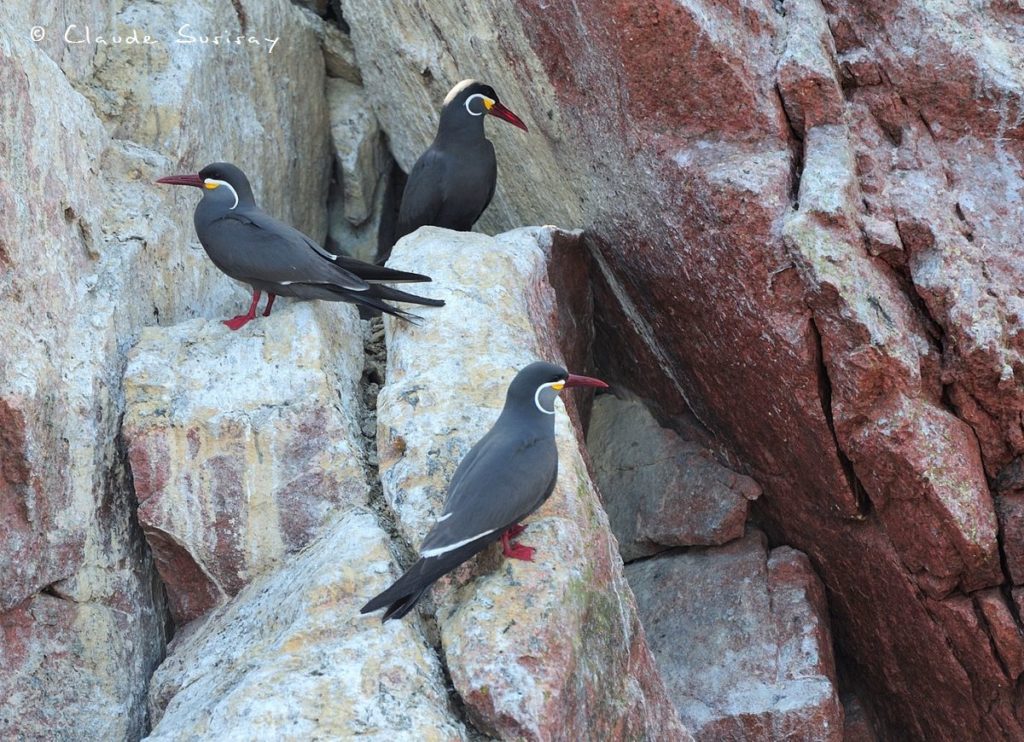 Sternes Incas Pérou