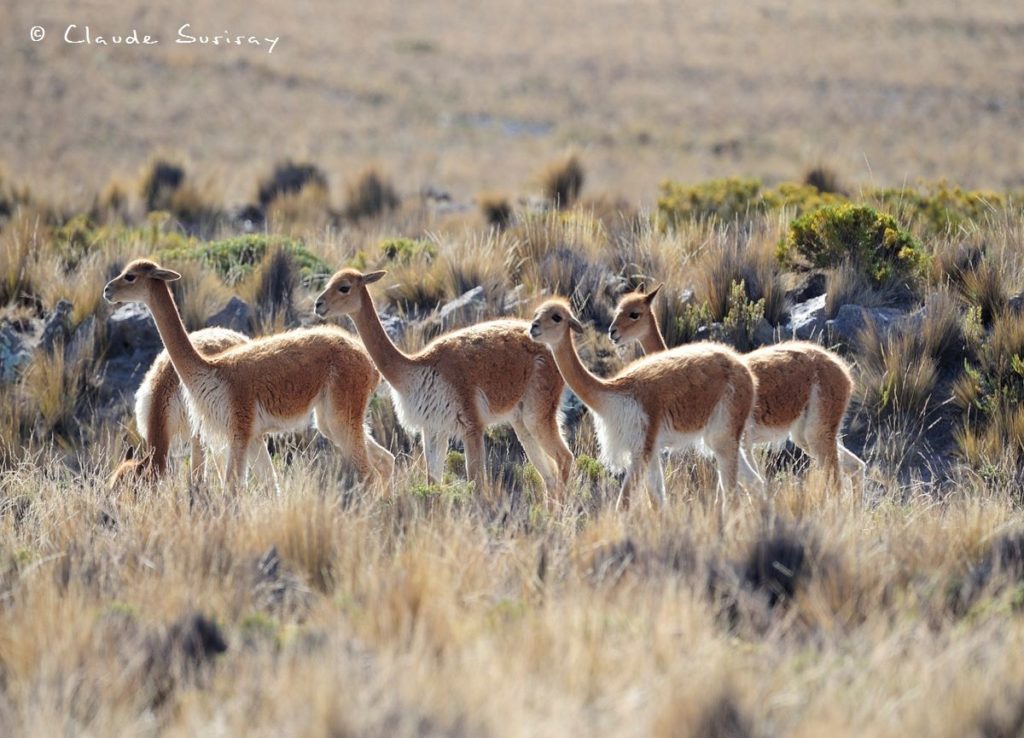 Guanaco Pérou