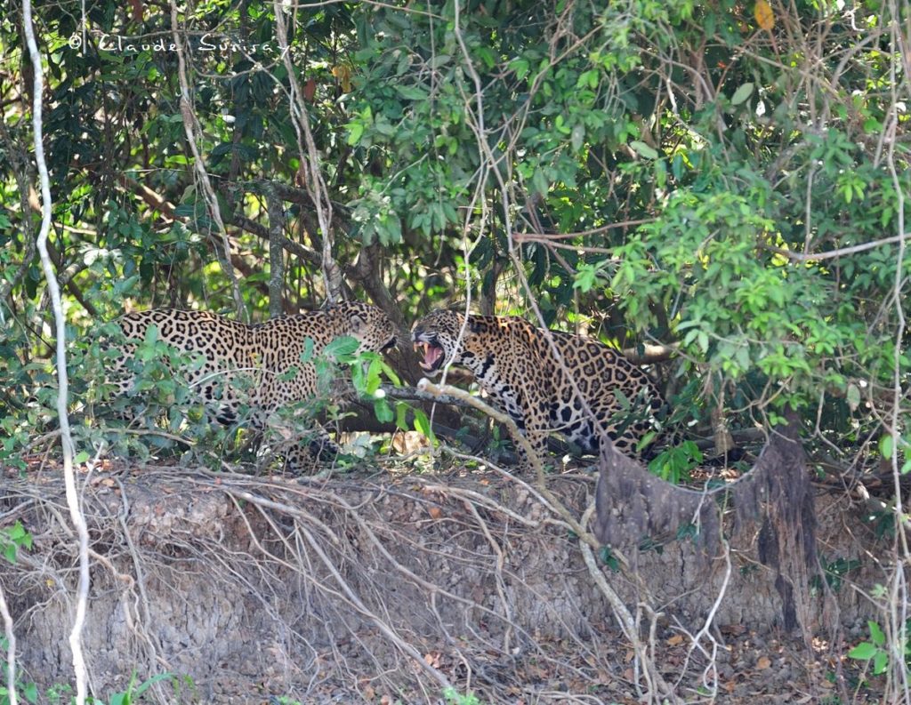 Jaguar Brésil