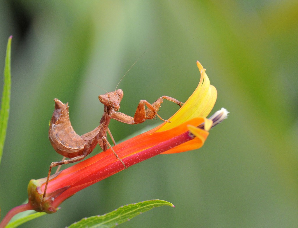 Ameles spallanzania 1web