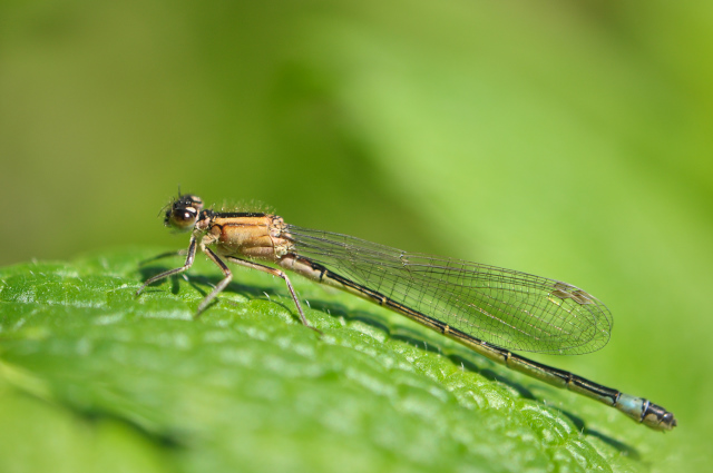 AGRION 025