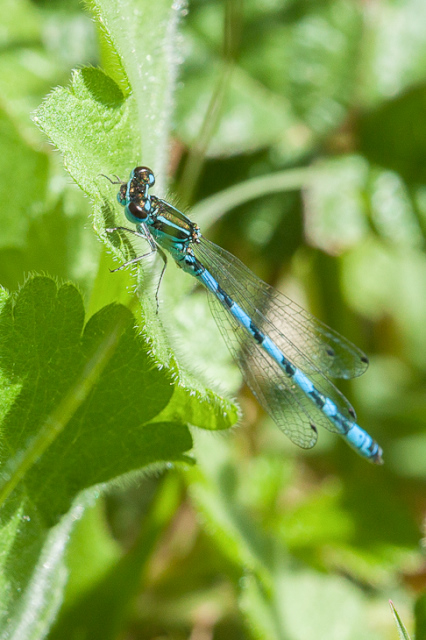 Agrion