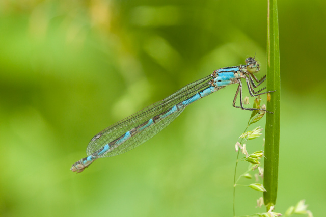 Agrion porte-coupe