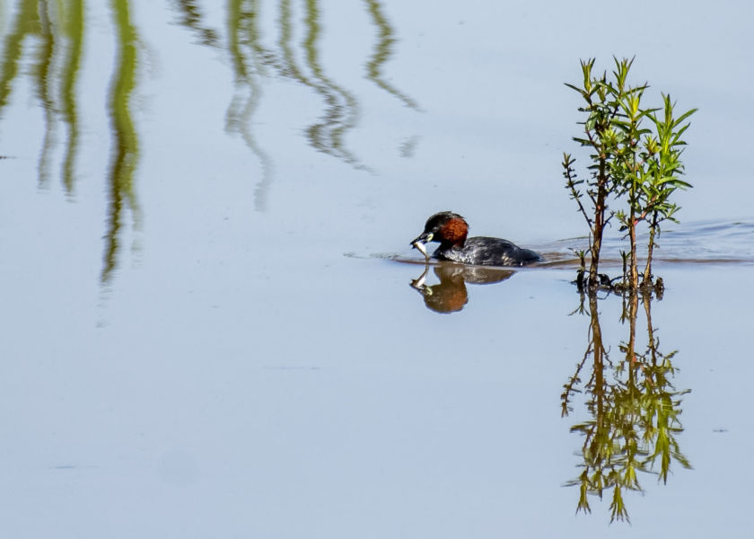 grebe castagneux