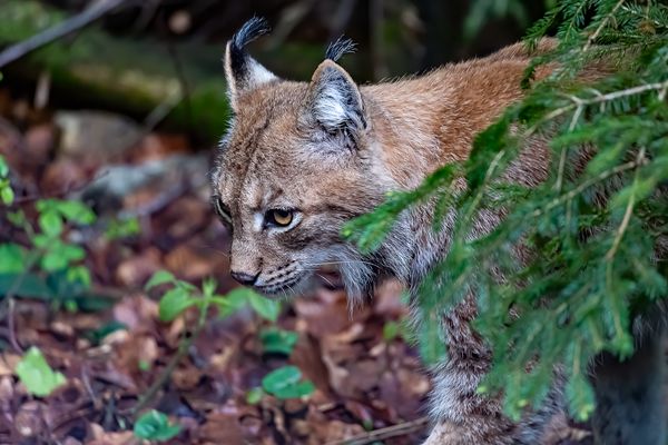 Le lynx est-il présent dans les Pyrénées ?