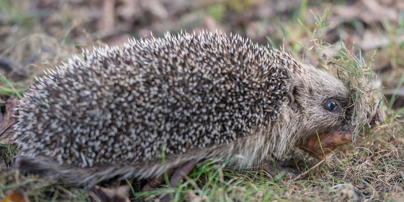 Hérisson – Erinaceus europaeus – ASCPF