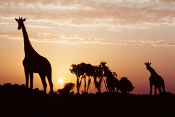 Girafes_Niger