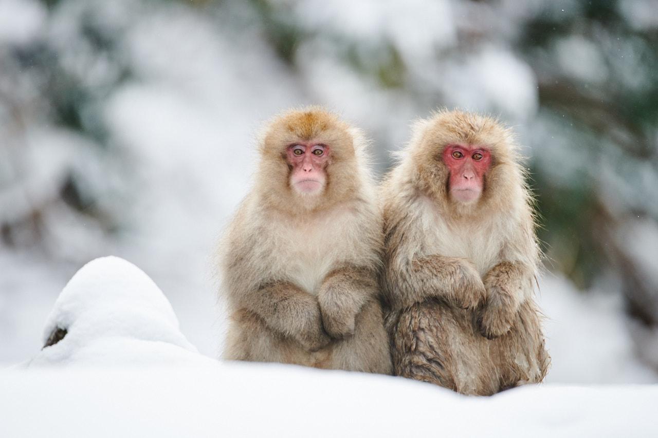 macaques - snow monkeys