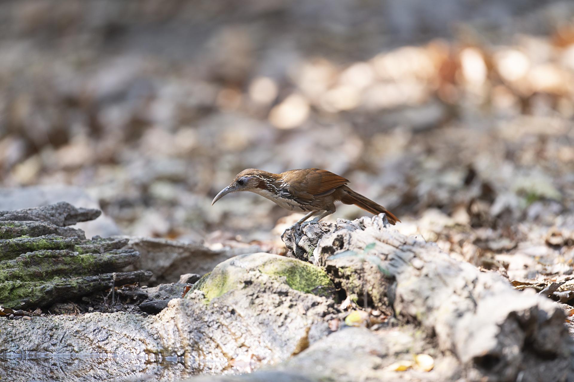 Pomatorhin à long bec, Pomatorhinus hypoleucos