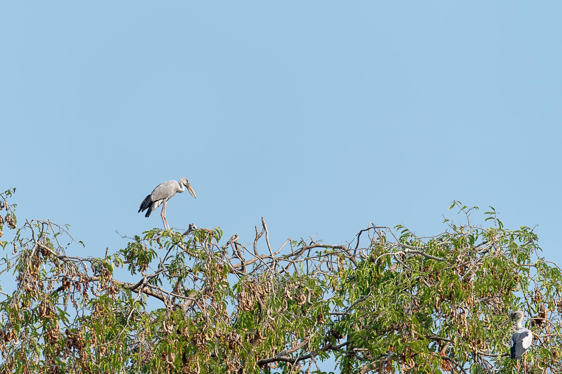 Anastomus oscitans, bec-ouvert indien