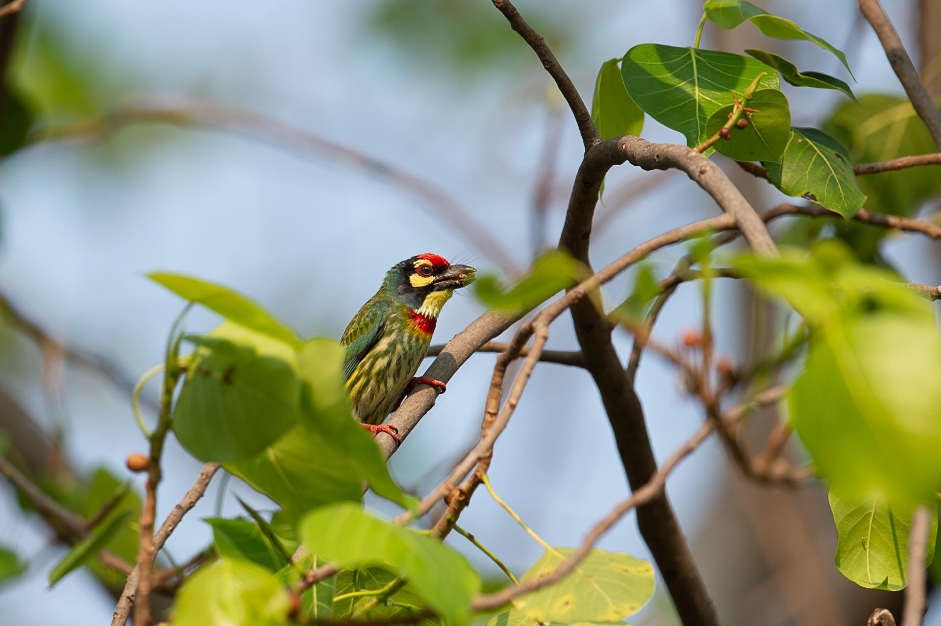 Barbu à plastron rouge