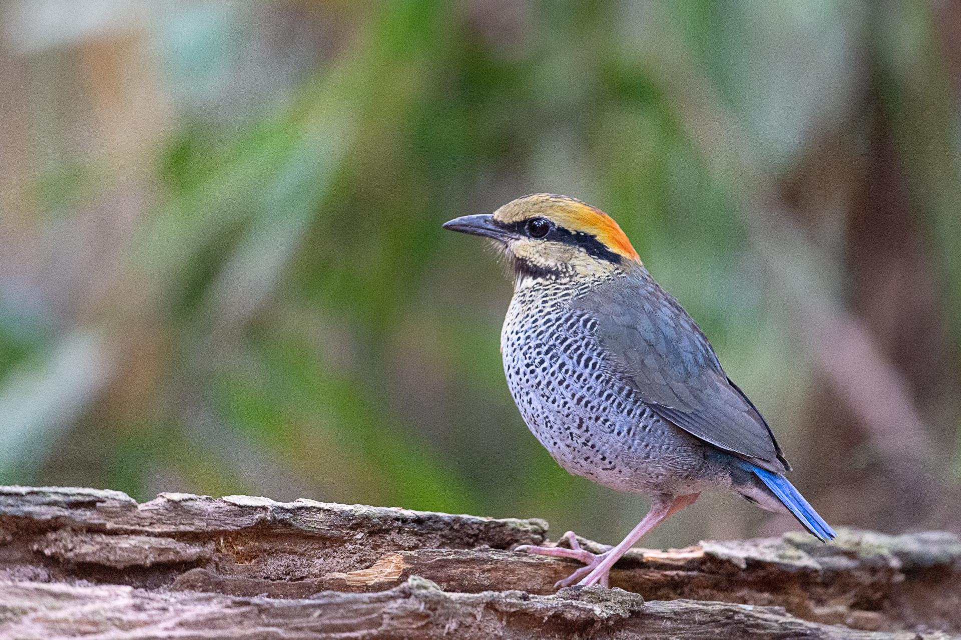 Brève bleue femelle