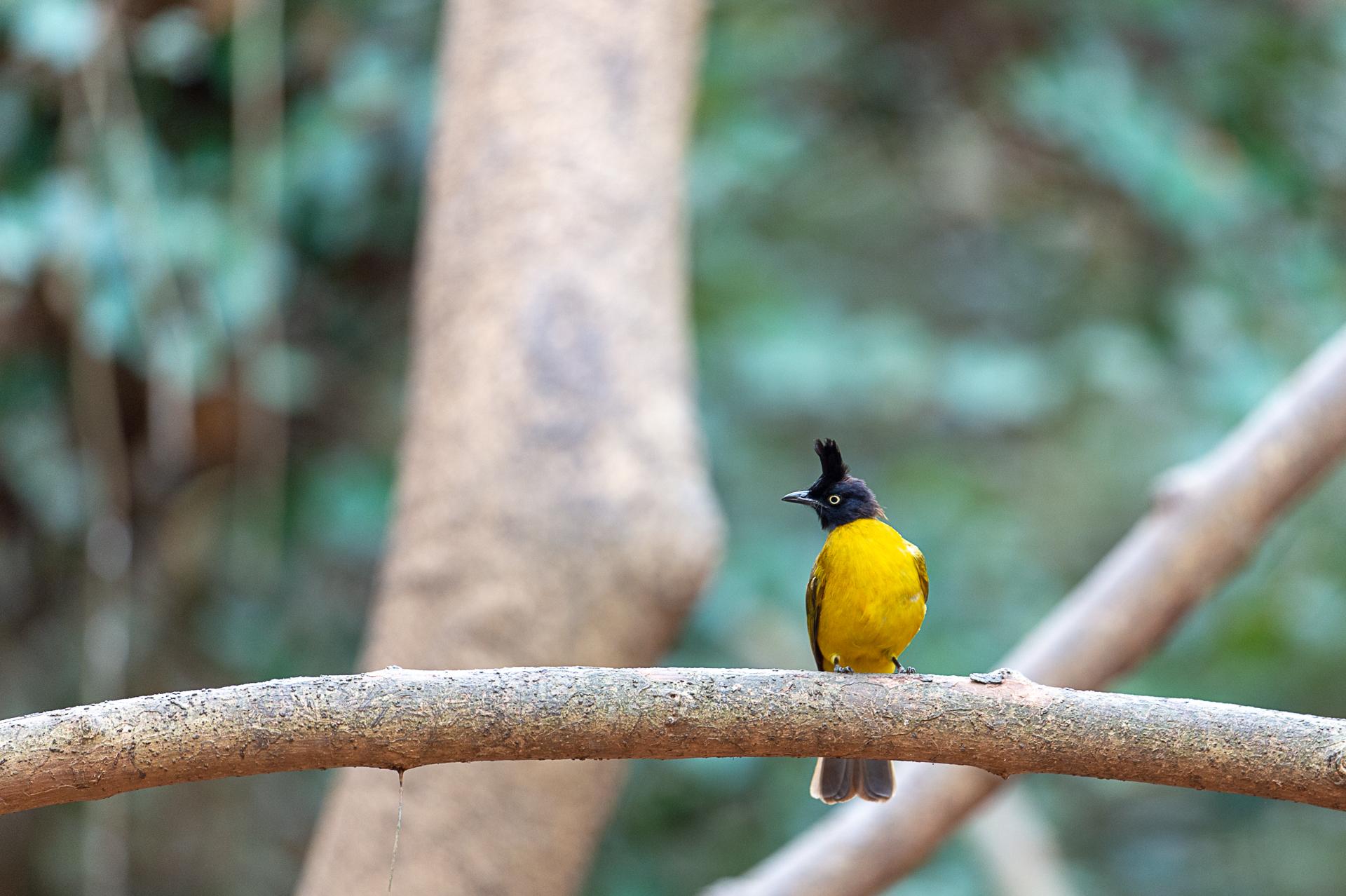 Bulbul à huppe noire