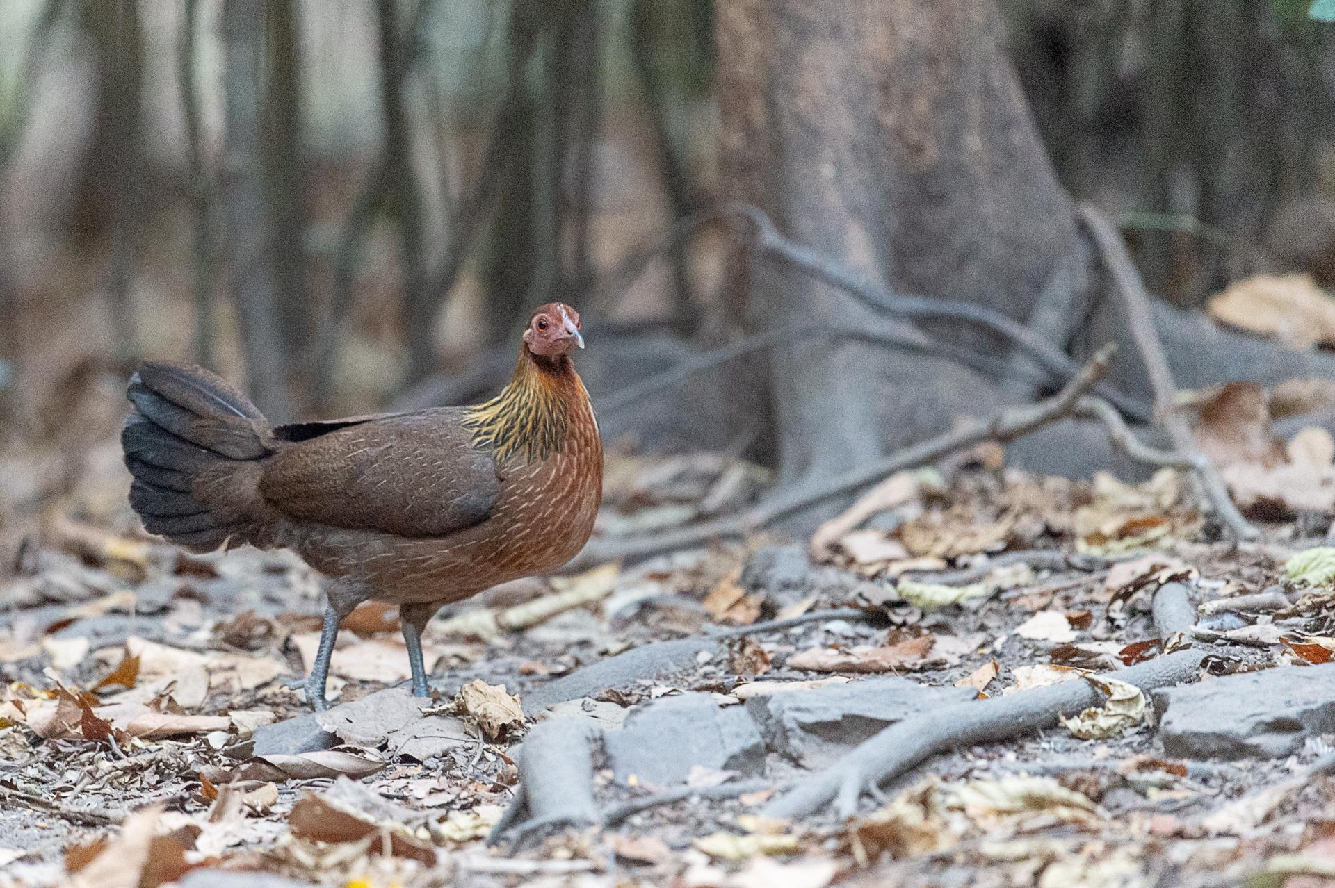 Poule Bankiva