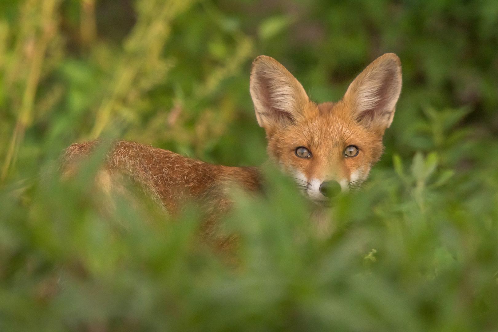 Mon 1er Renard !