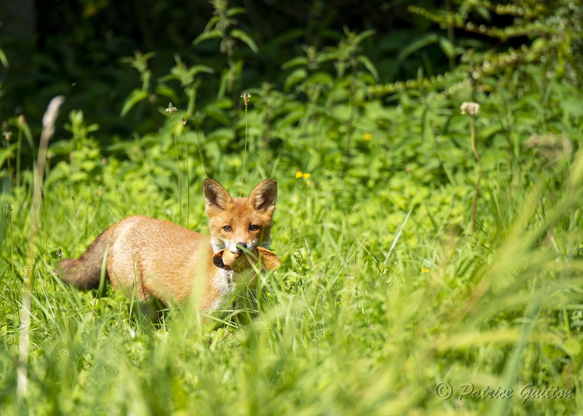 renard volant du pain