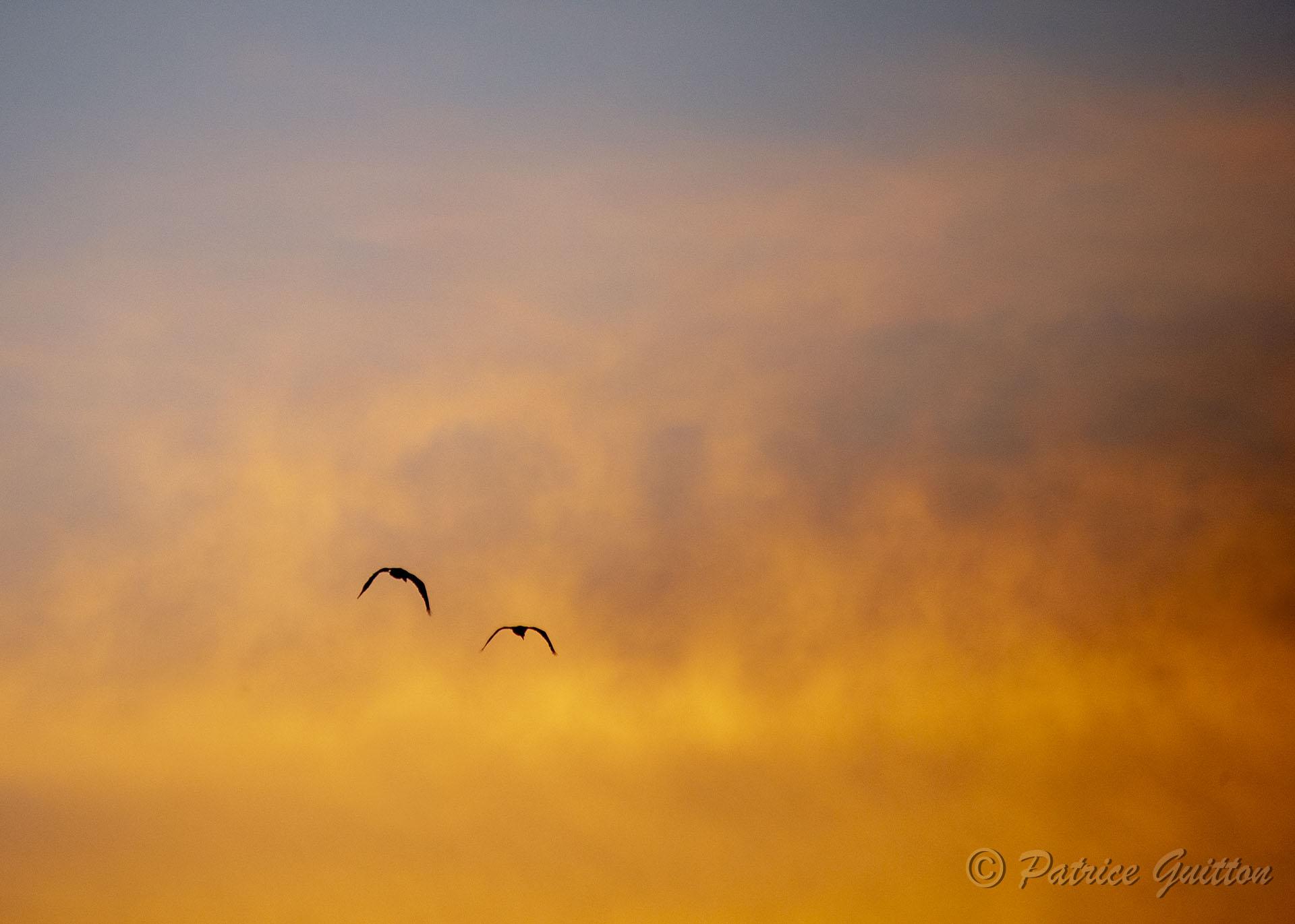 coucher soleil pantanal