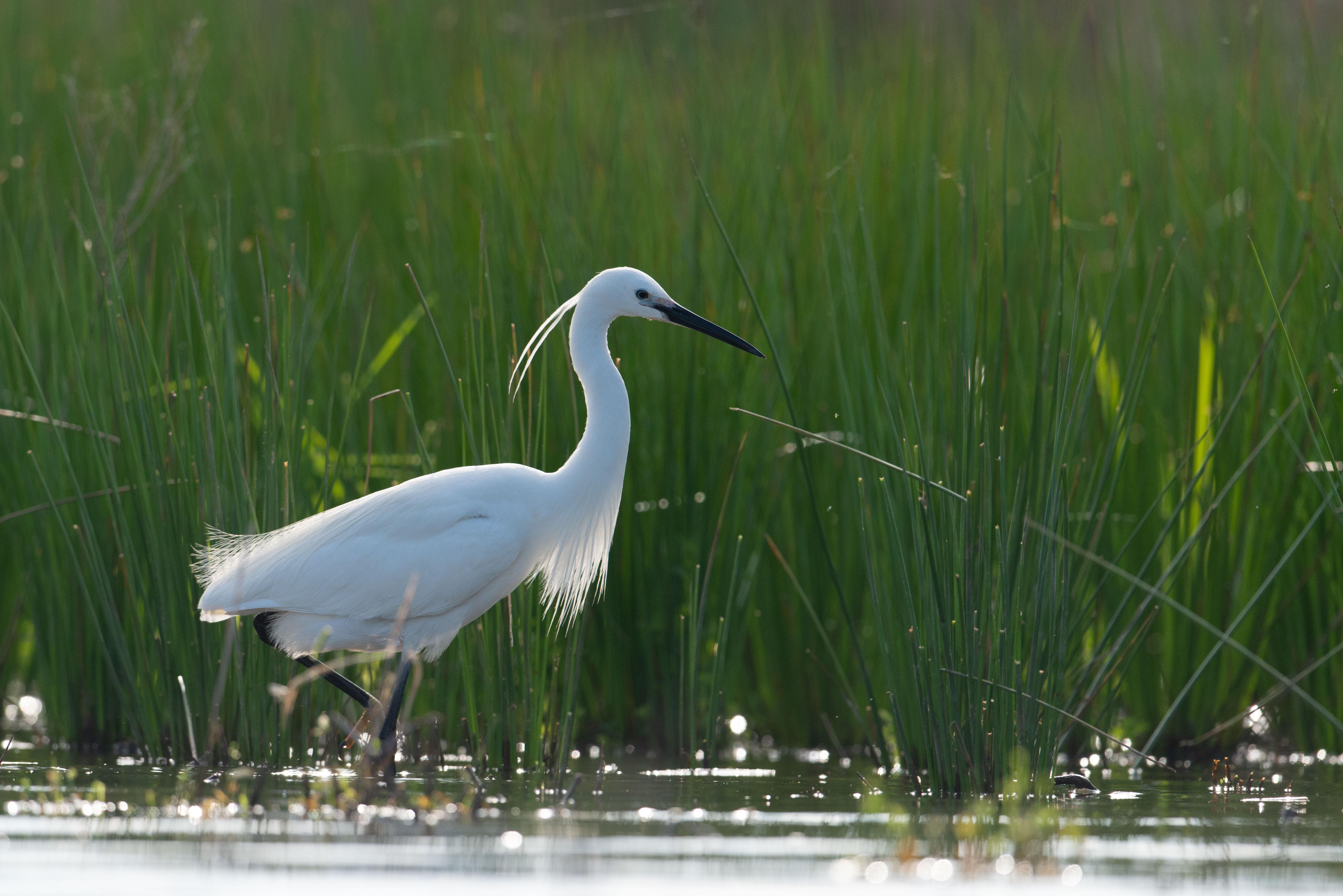 aigrette garzette en habit de soirée !