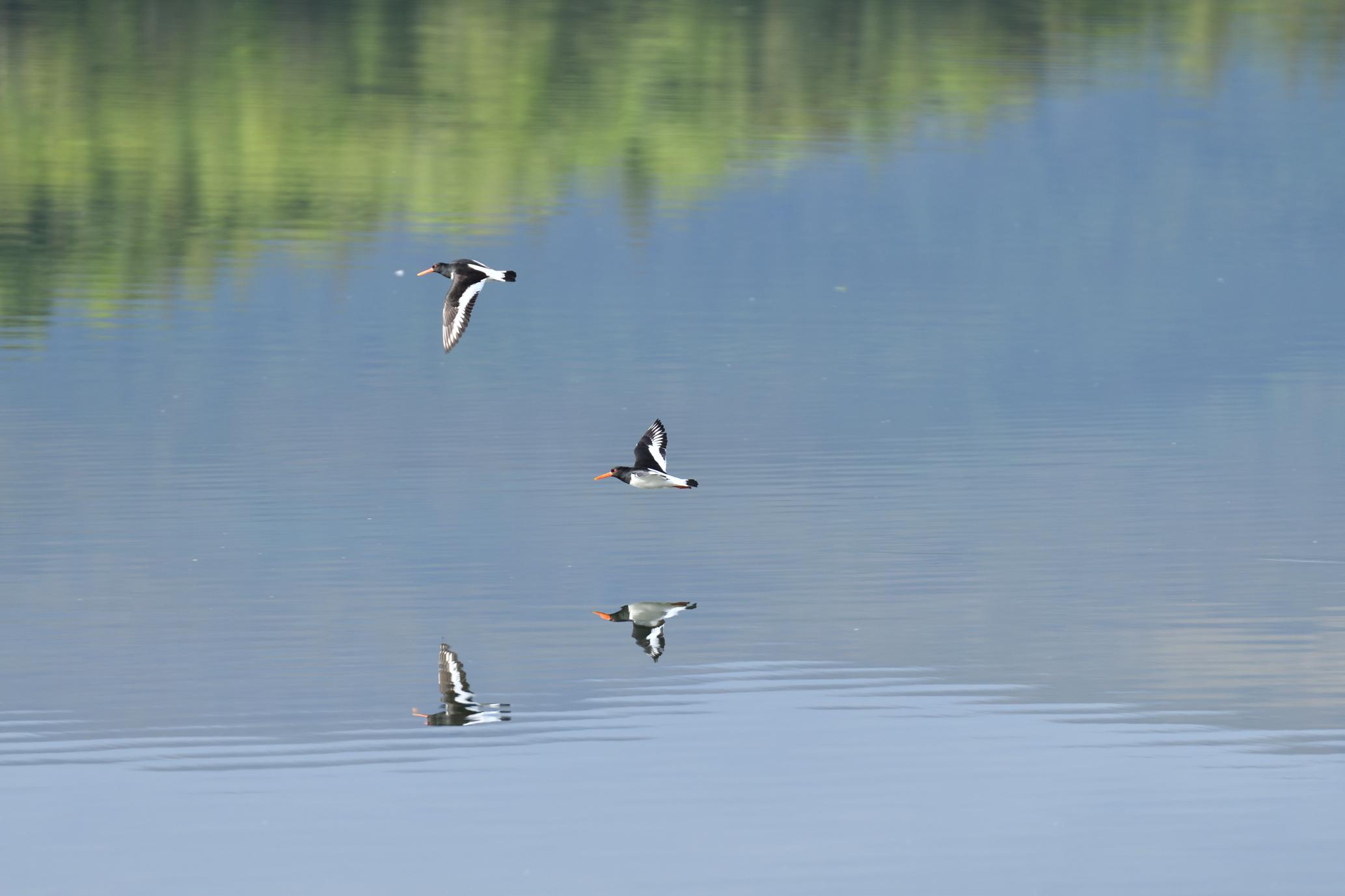 Très beaux oiseaux.