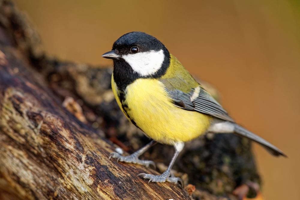 Mésange charbonnière