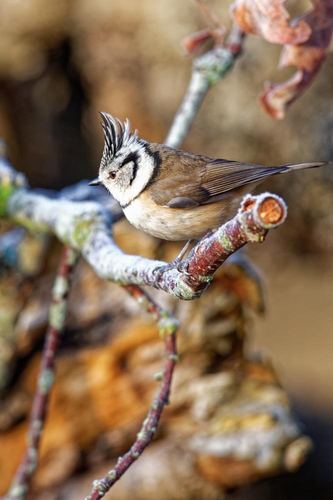 Mésange huppée