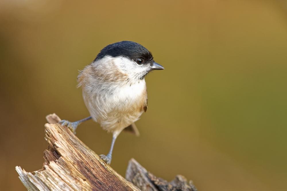 Mésange nonnette