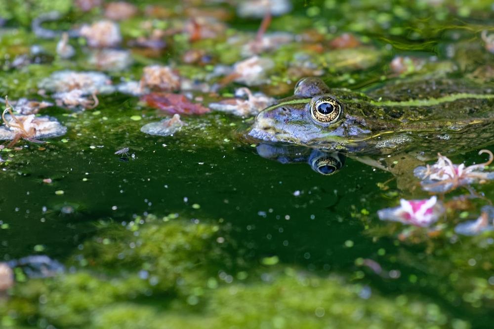 grenouille verte