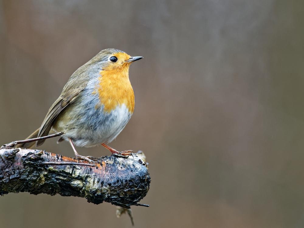 Rouge gorge