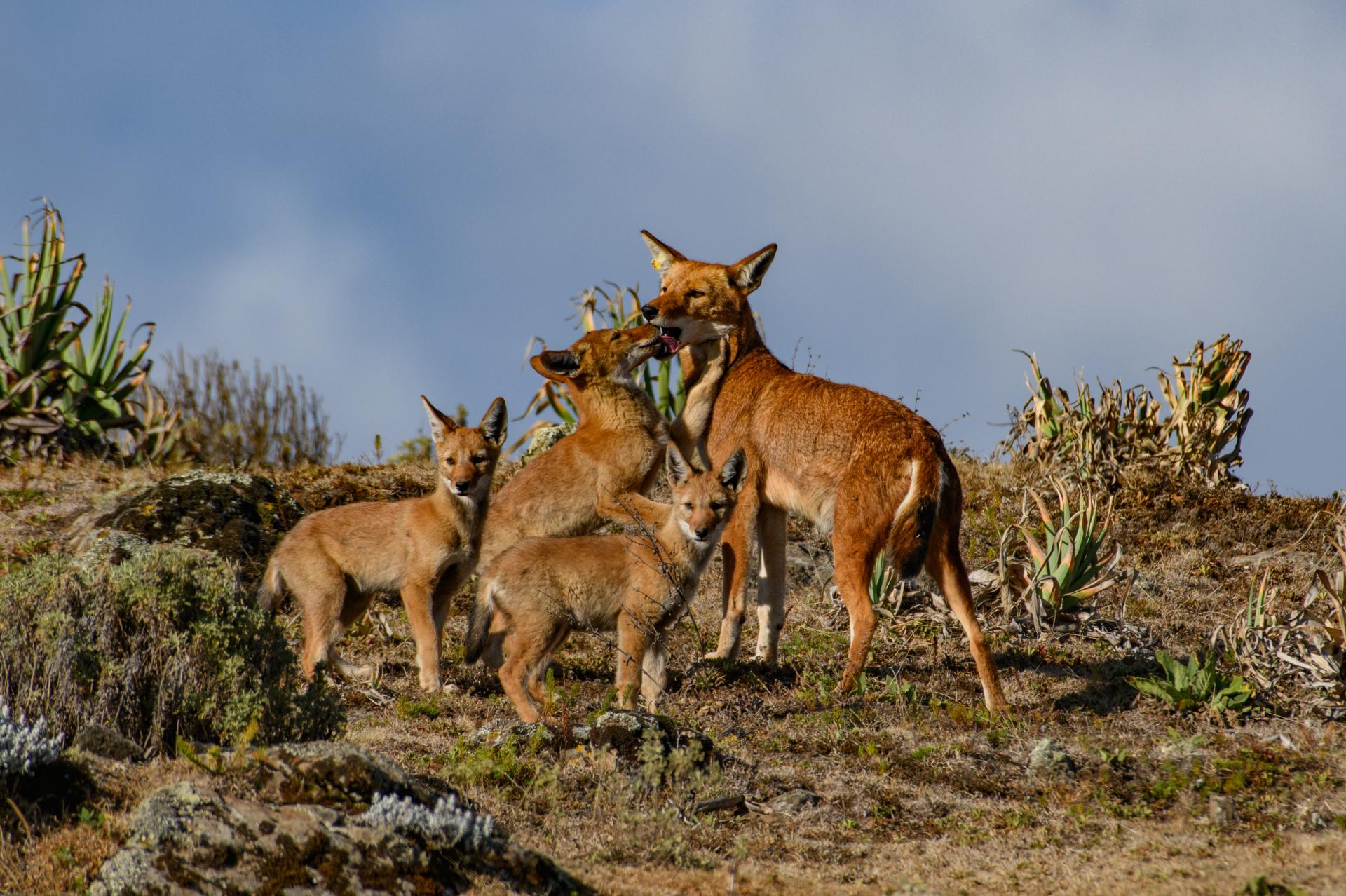 loups d'Abyssinie