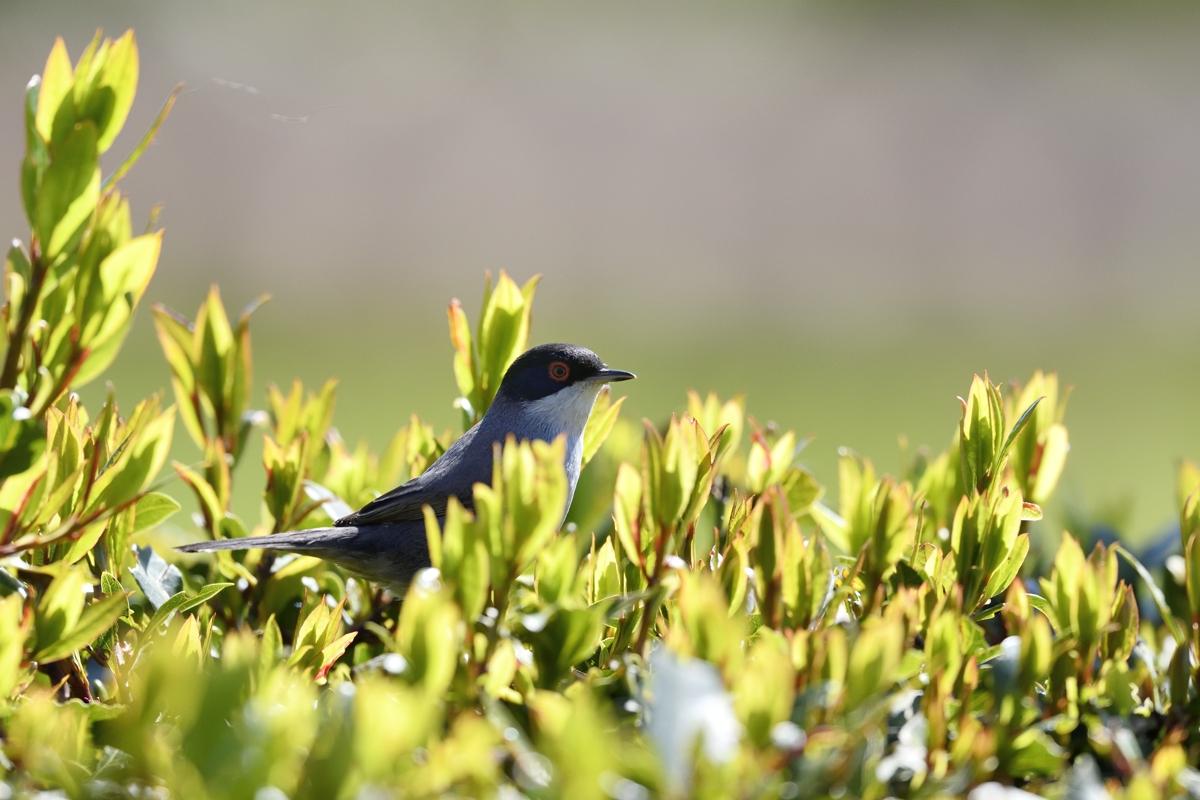 Fauvette Melanocephale