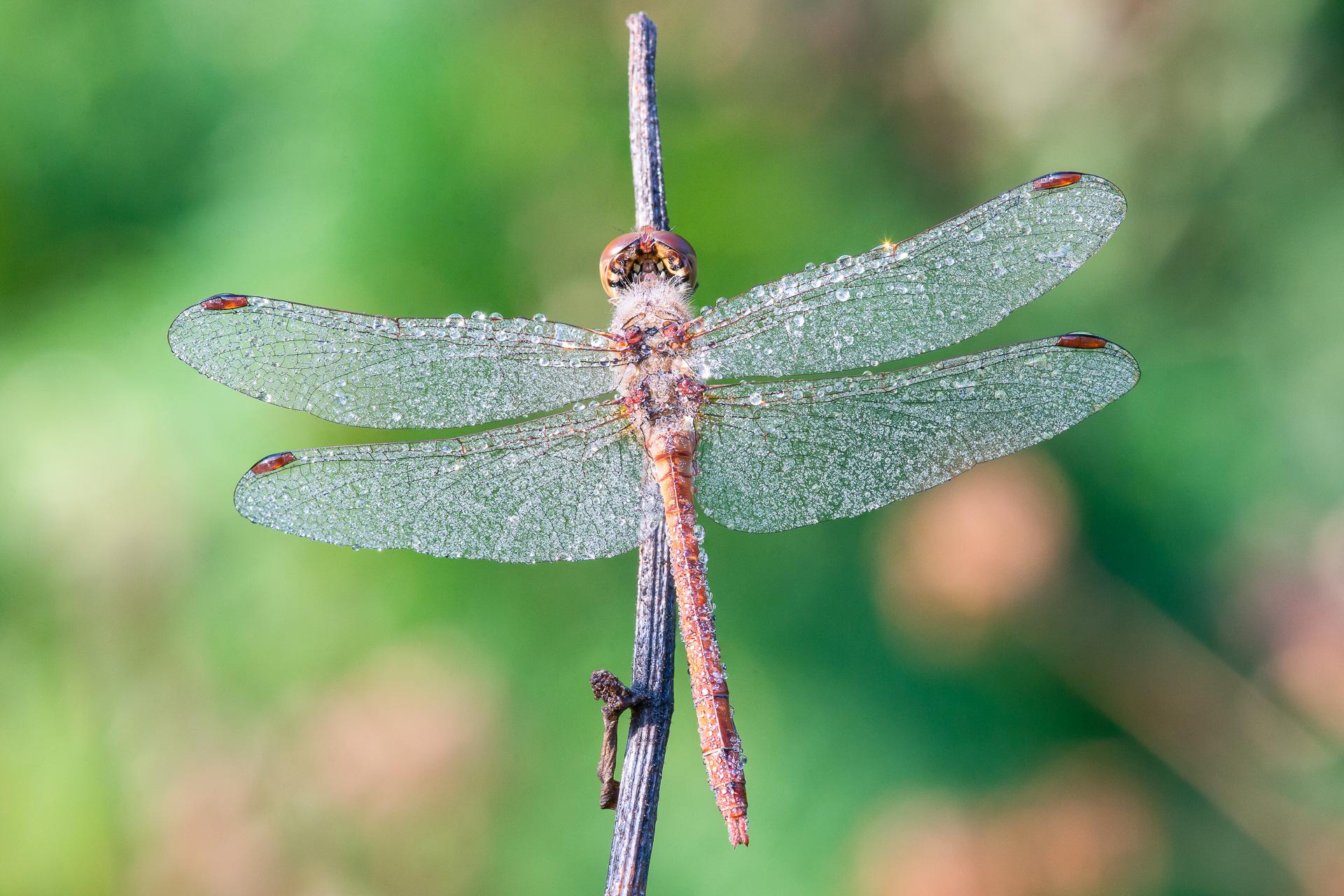 Rosée sur la libellule écarlate 