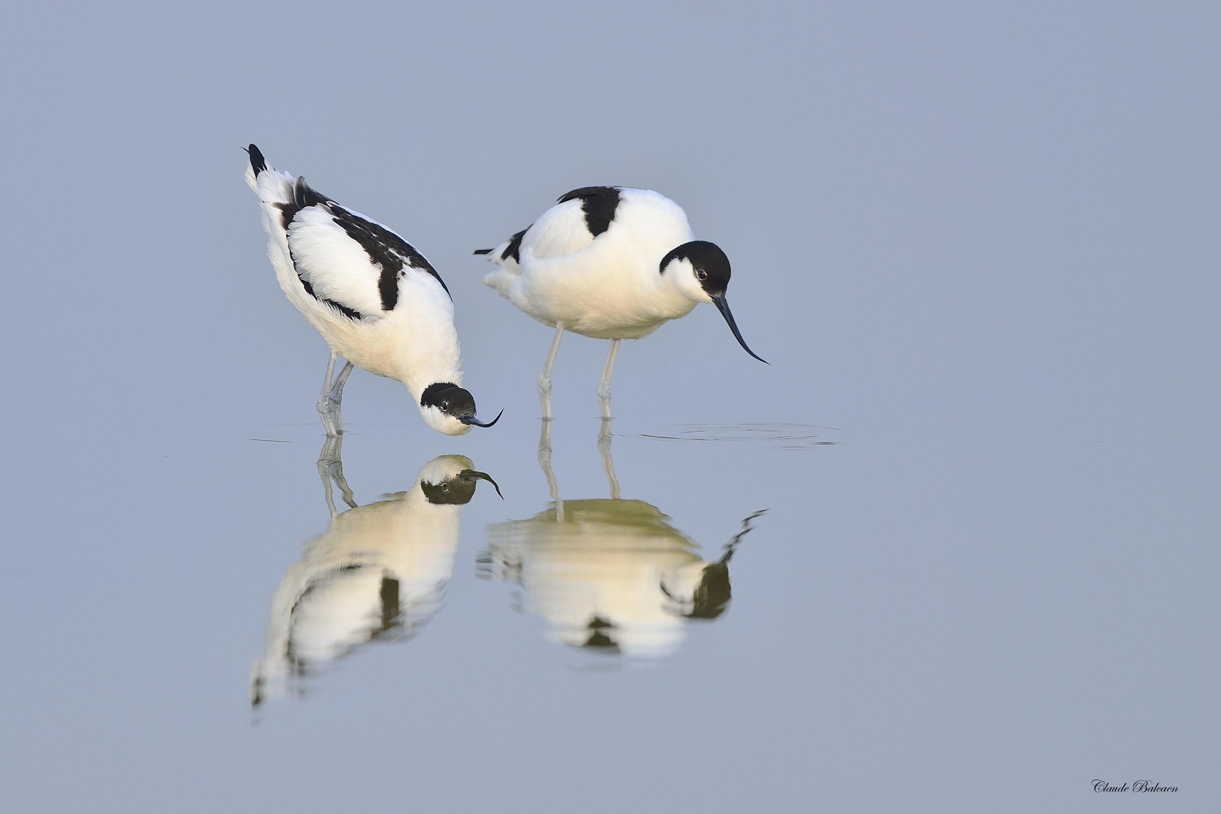 Parade amoureuse chez les avocettes