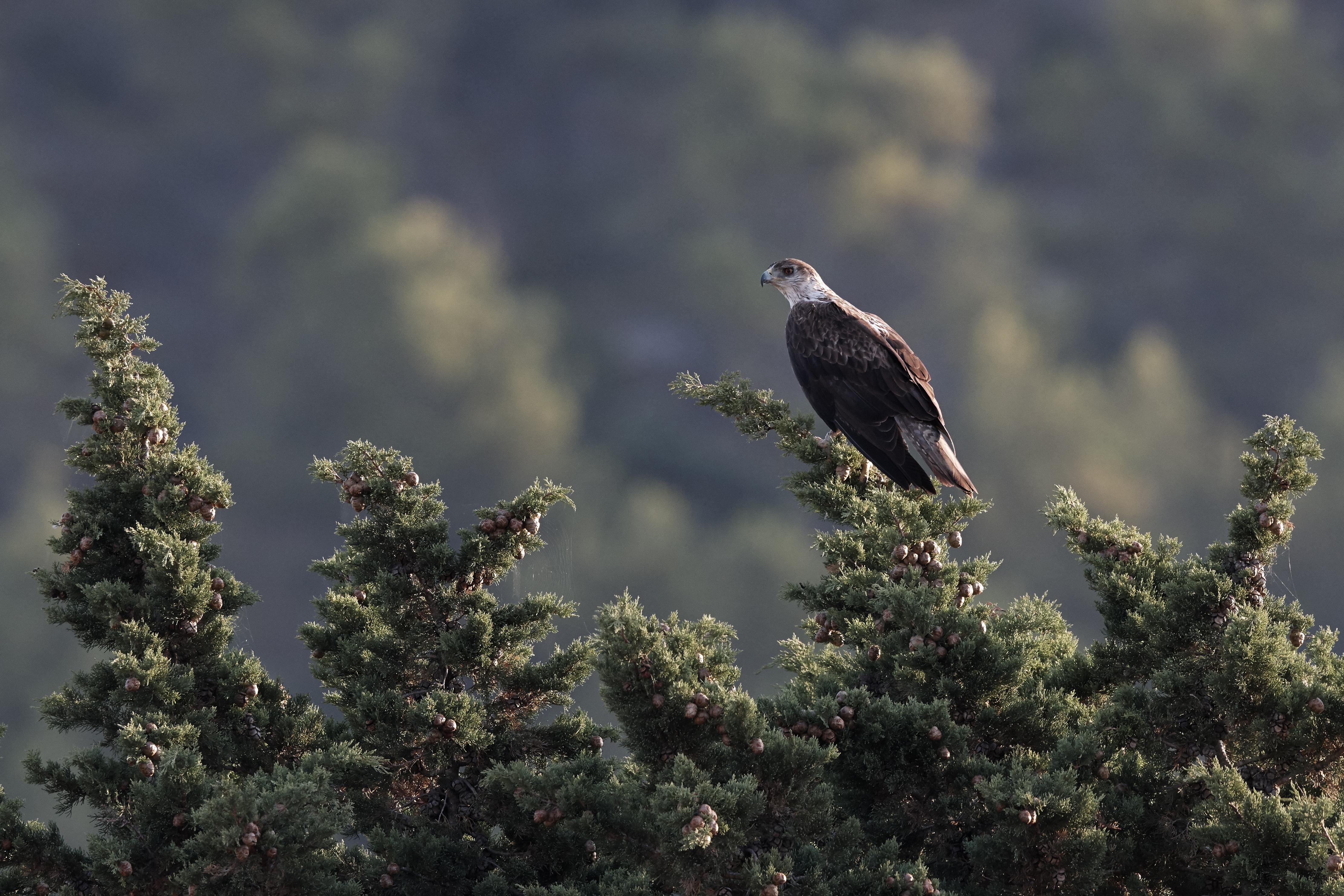 Aigle de Bonelli