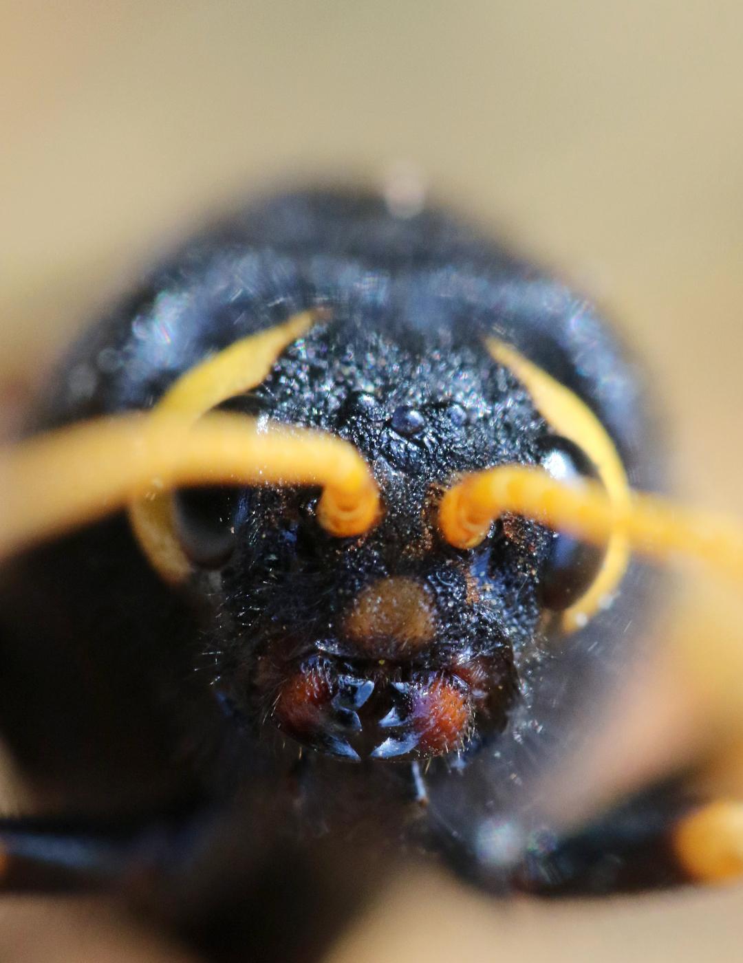 Urocerus gigas femelle face