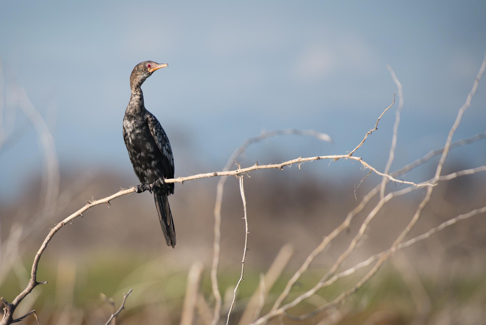 Cormoran perché