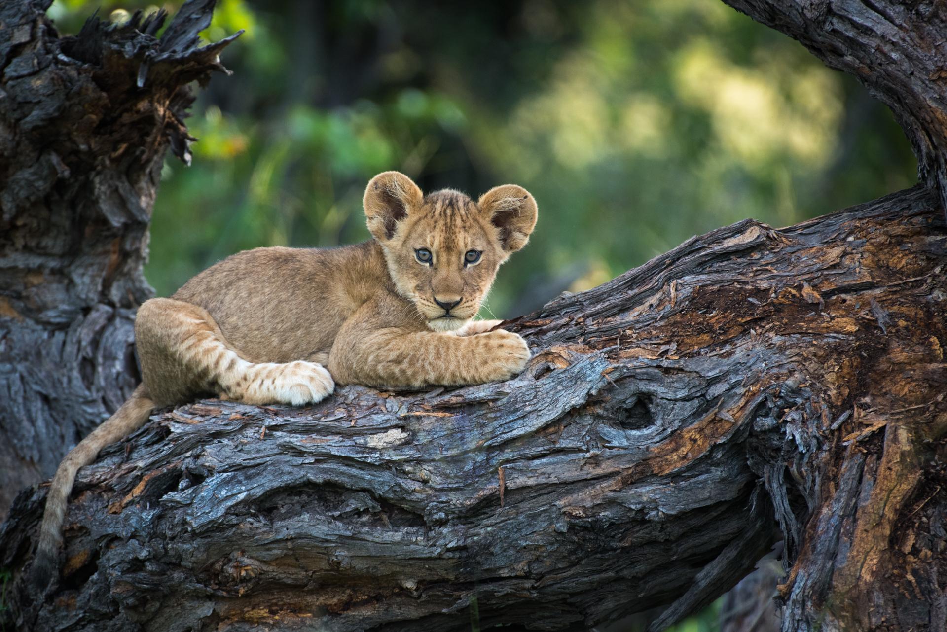 L’Innocence...  lionceau 