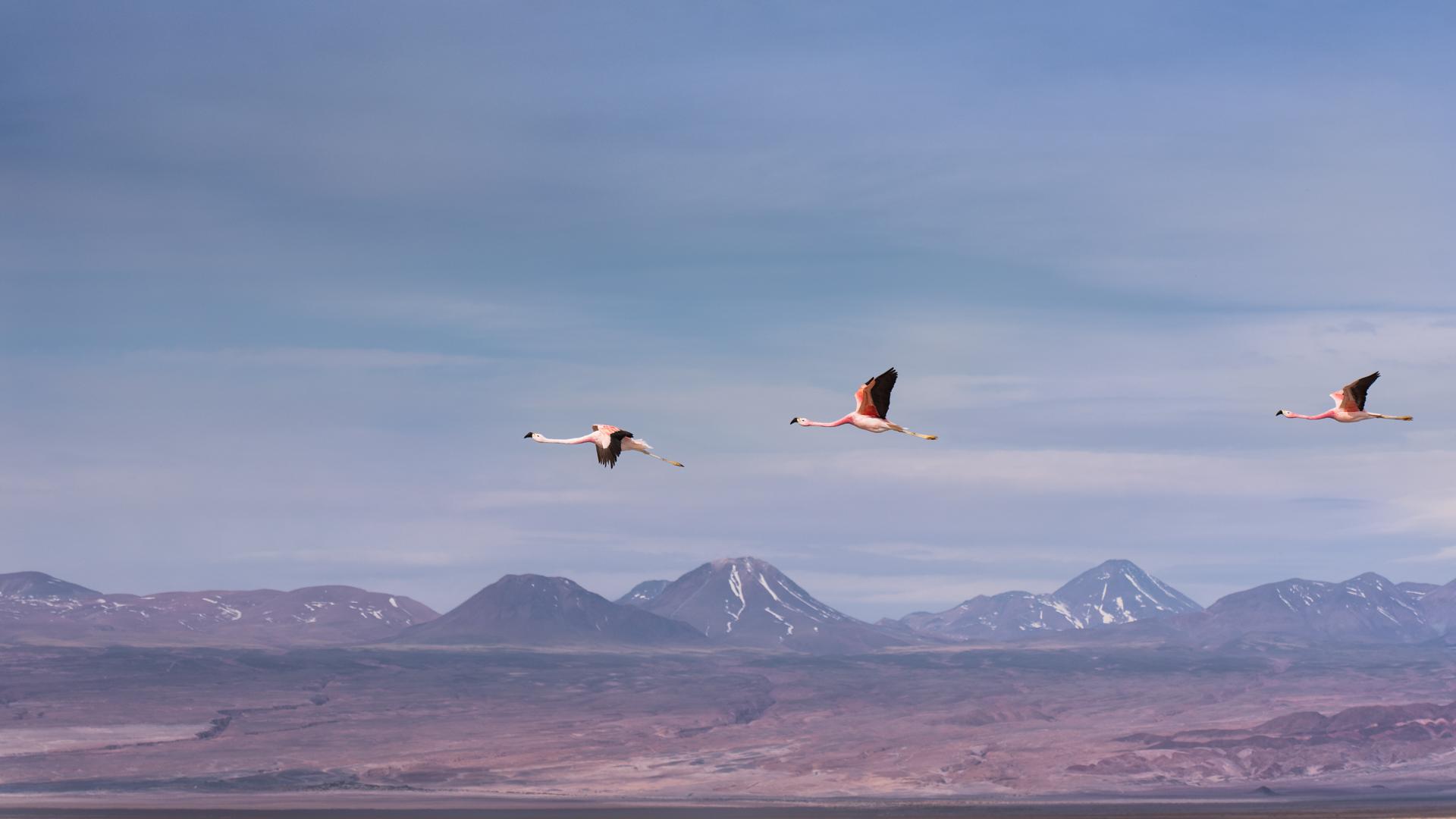 Vol  & Volcans  flamants des Andes