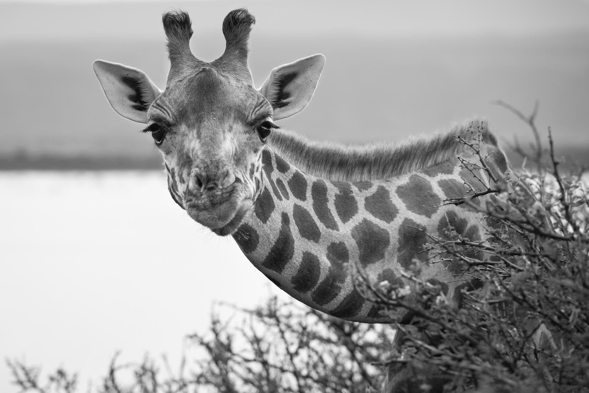 Je Te Vois, Tu Me Vois… GIRAFE