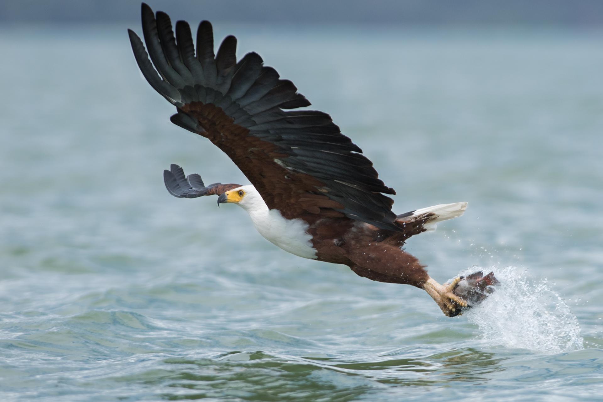 La Pêche  Aigle pêcheur