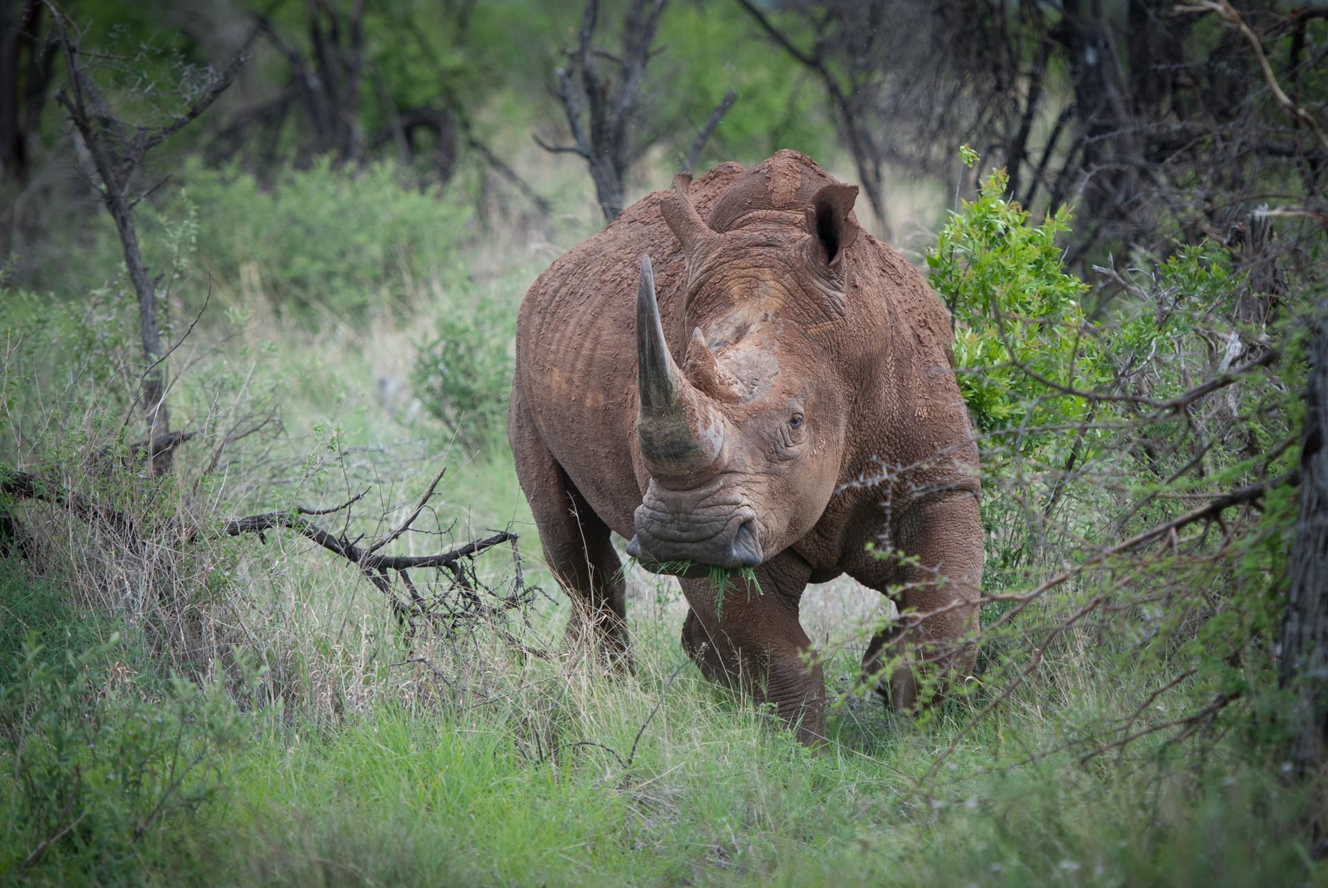 La bouche pleine   rhinocéros blanc