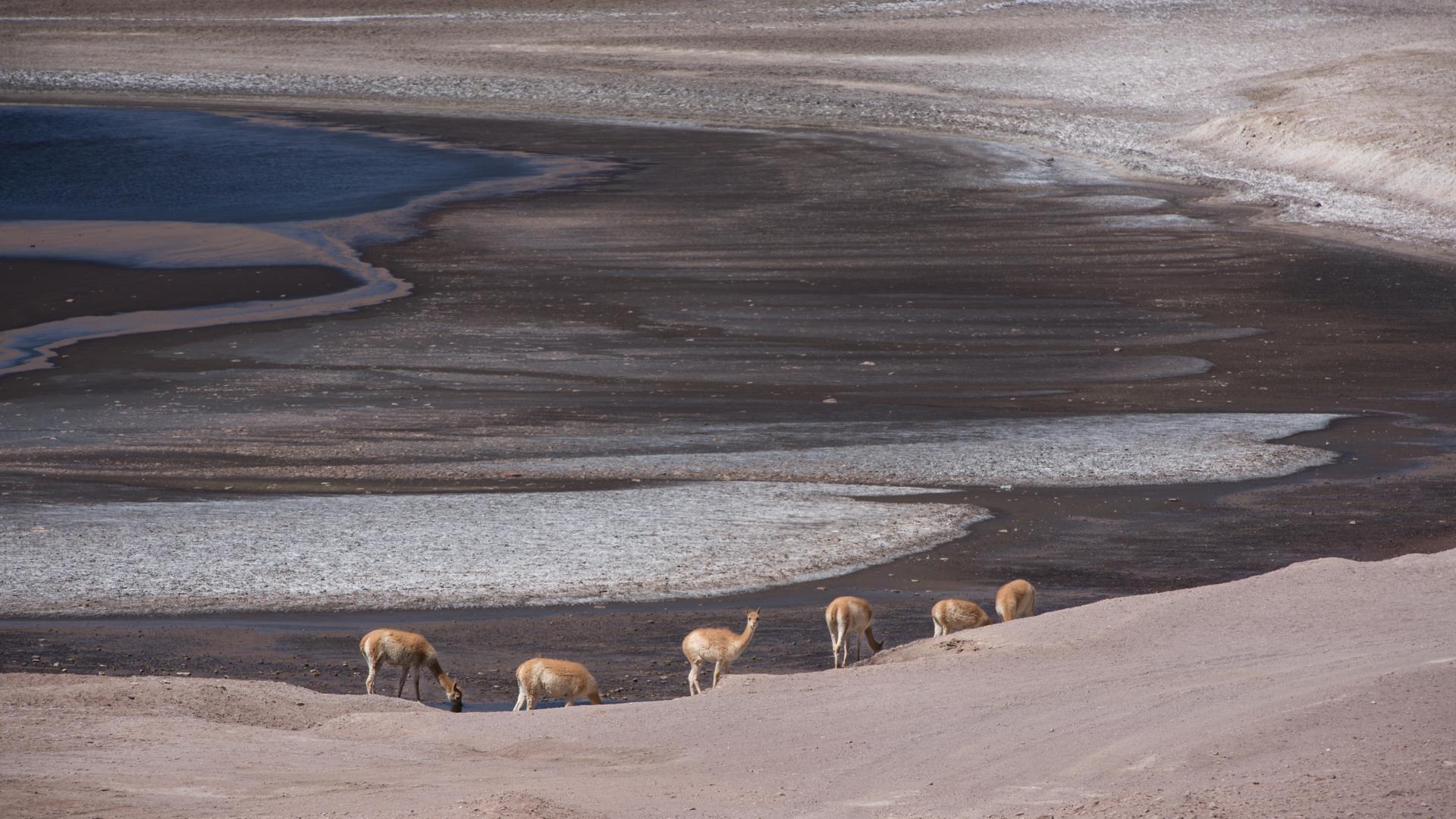 Paysages Lunaires et les Guanacos