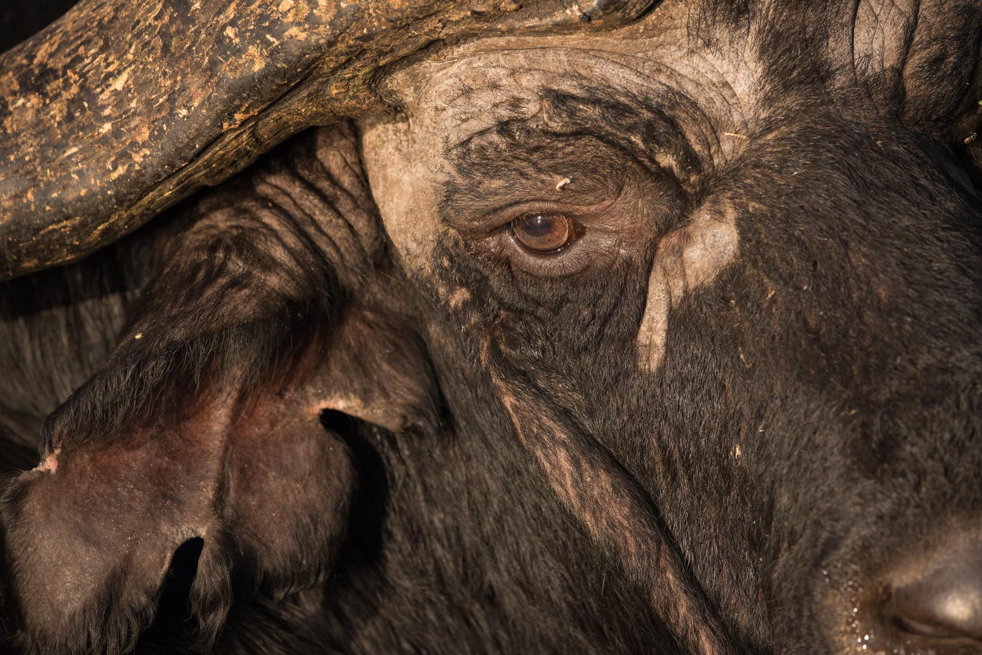 Buffalo Portrait